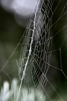 Web Without A Spider Royalty Free Stock Photo