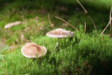 Mushrooms Royalty Free Stock Image Mushrooms Royalty Free Stock Image