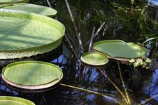 Victoria Amazonica Leaves On Water Royalty Free Stock Image Victoria Amazonica Leaves On Water Royalty Free Stock Image