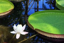 Victoria Amazonica With White Flower Stock Photos
