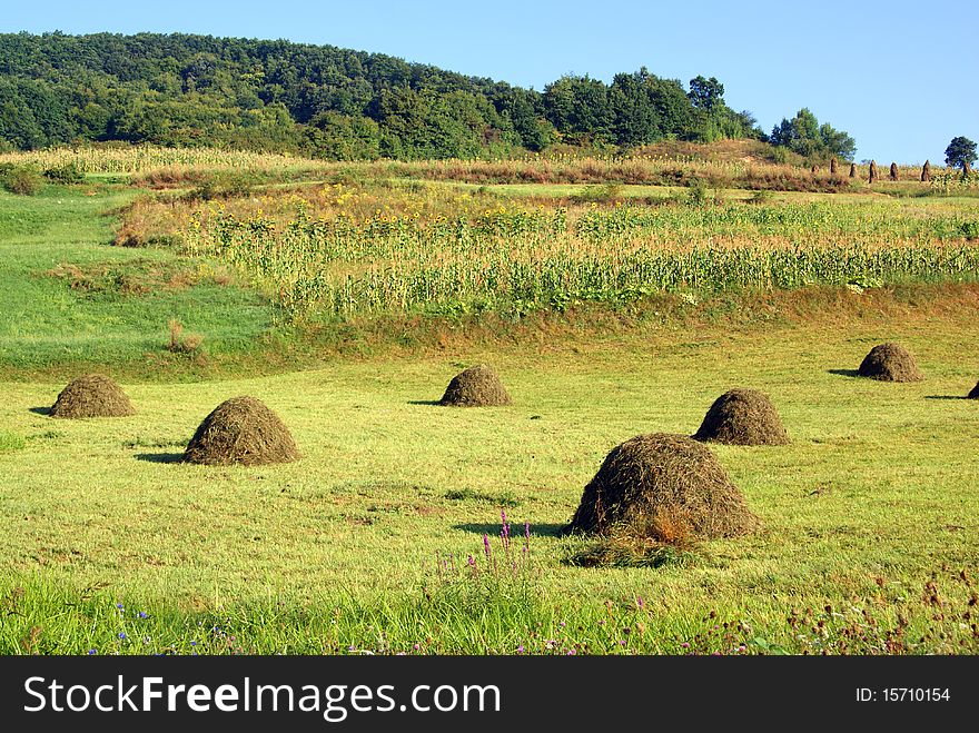 Private agricultural terrain: haycock, grass, corn orchard and forest