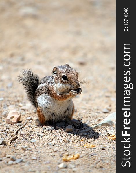 Stock image of a chipmunk