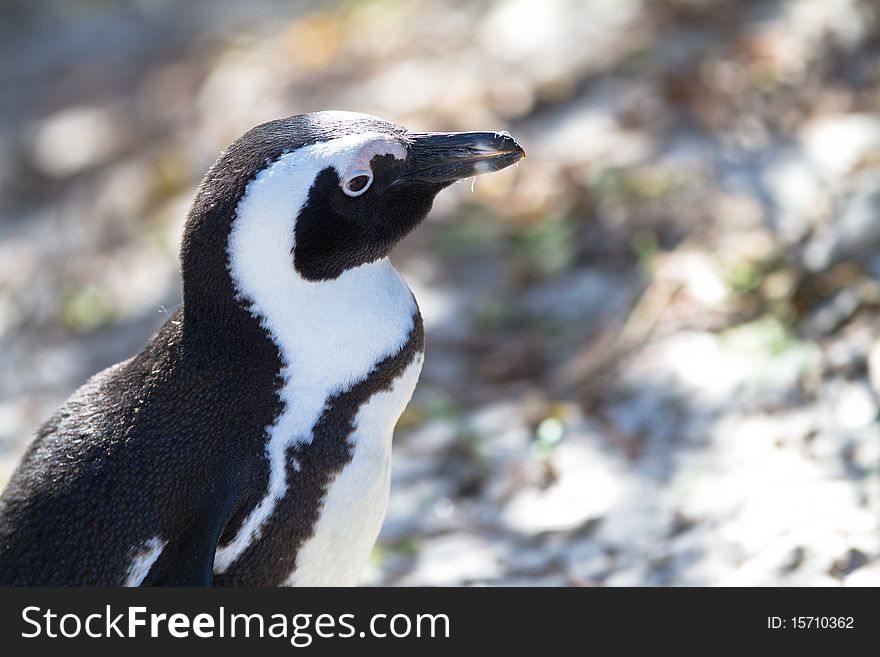 Free penguin in south africa