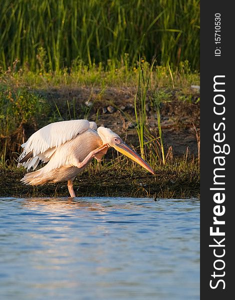 White Pelican scratching on the shore