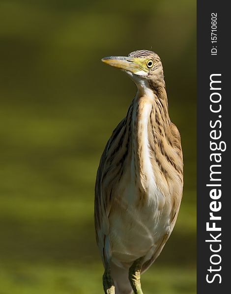 Silky Heron Portrait on Green Background