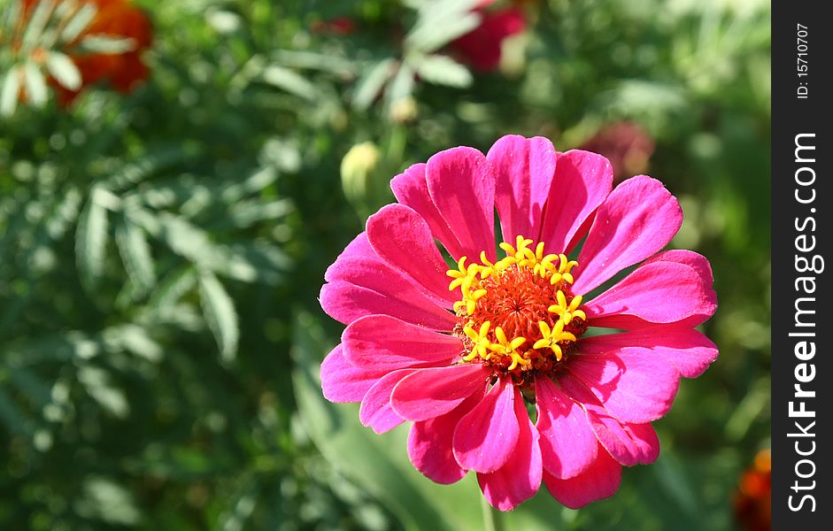 Blossom flower in the garden daylight