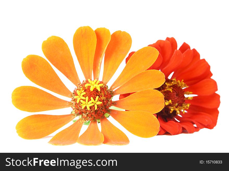 2 flowers on the white background