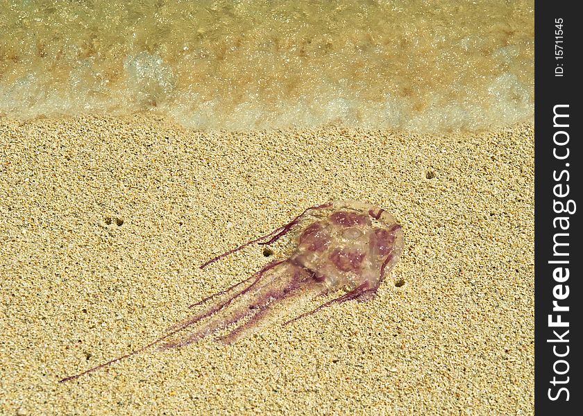 Poison jellyfishes attacked beach area . Seasonal migration. Some of them were washed up on the beach . Beach is closed for tourists. Poison jellyfishes attacked beach area . Seasonal migration. Some of them were washed up on the beach . Beach is closed for tourists.