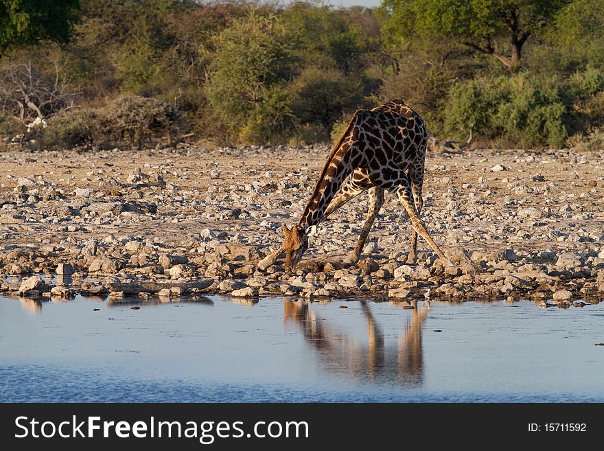 Giraffe drinking in free nature