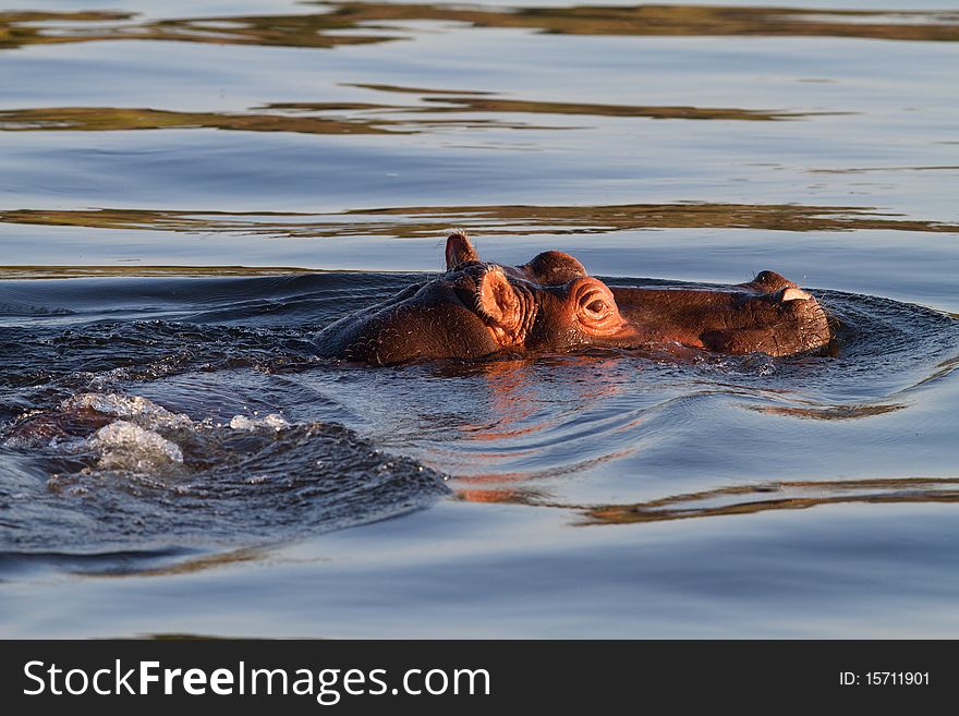 Hippopotamus in the water in africa