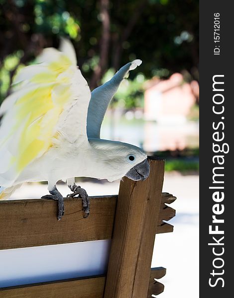 Beautiful white parrot on a park bench