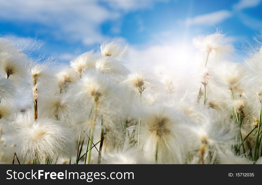 Several whites fluffes on green field
