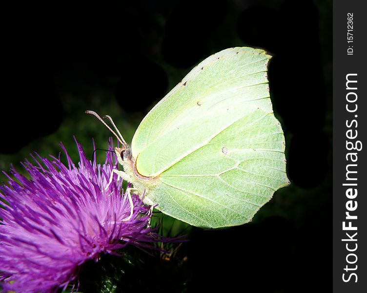Brimstone butterfly (Gonepteryx rhamiri) on a dark background. Brimstone butterfly (Gonepteryx rhamiri) on a dark background
