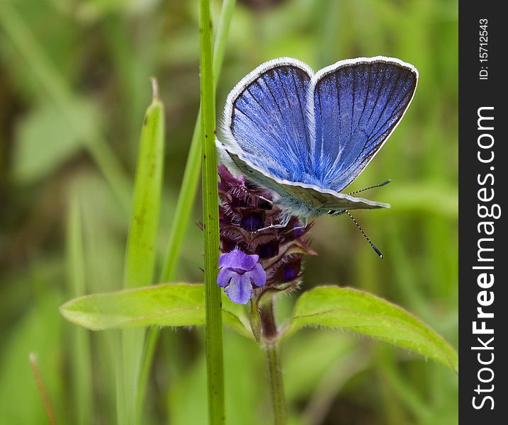The blue butterfly on a flower