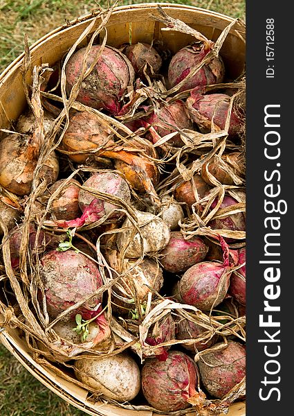 Basket of fresh picked onions ready to be cleaned and sold at a farmer's market. Basket of fresh picked onions ready to be cleaned and sold at a farmer's market