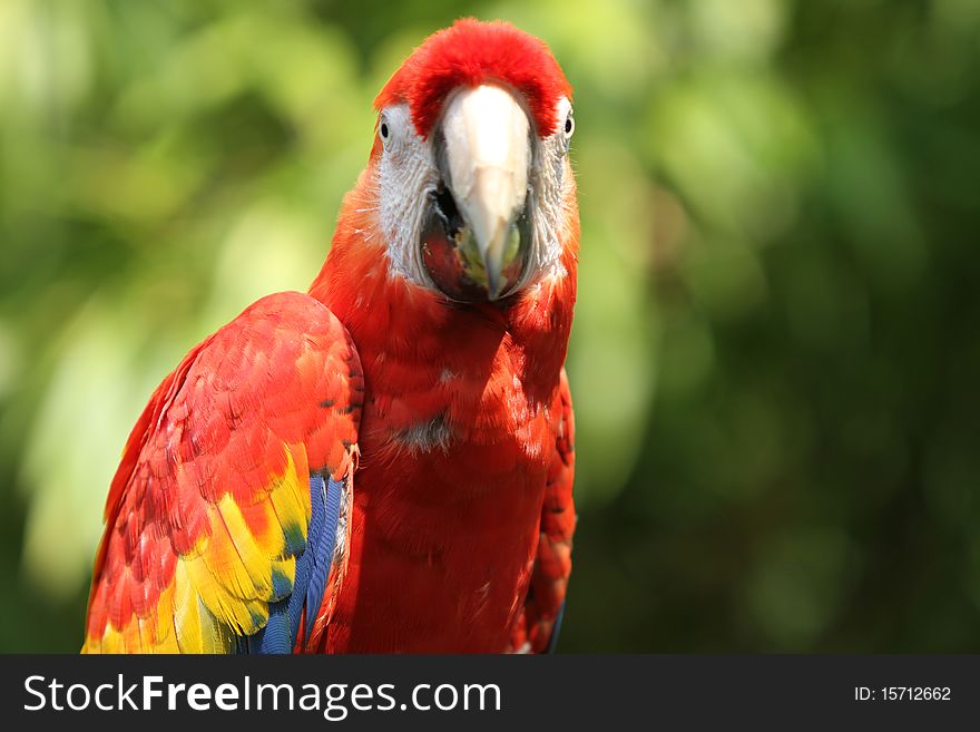 Headshot of a red macaw. Headshot of a red macaw