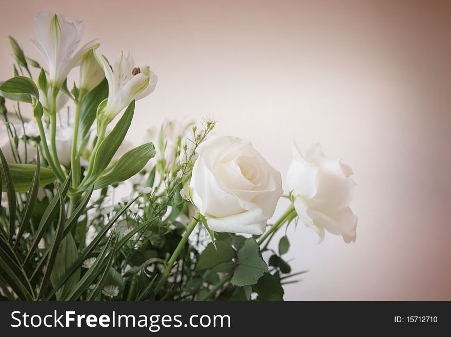 Tender white roses in background. Tender white roses in background