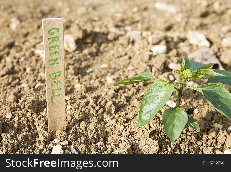Green Bell Pepper plant