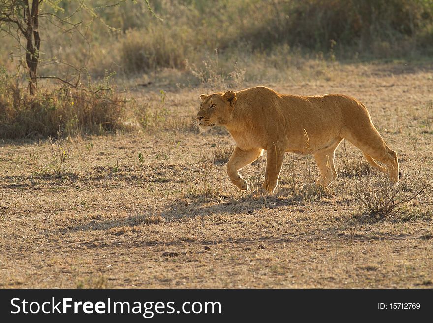 Free african lion in serengeti africa. Free african lion in serengeti africa