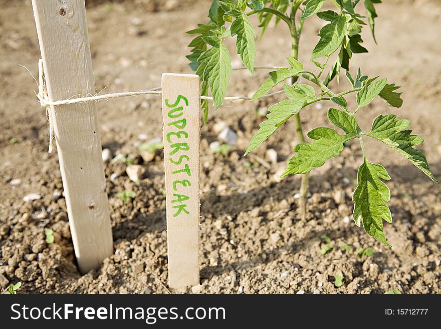 Supersteak tomato plant growing in garden with wooden stick describing it beside it