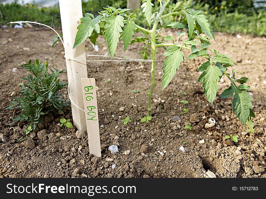 Big Boy Tomato plant in garden with stick describing the plant next to it