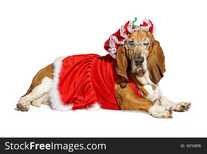 Basset Hound Dog Wearing a Mrs Santa Claus Outfit
