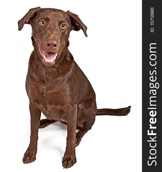 Chocolate Labrador Retriever dog isolated on white