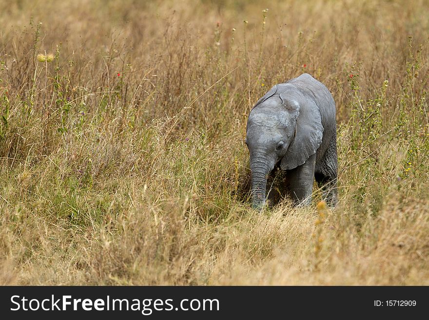 African Elephant in free nature. African Elephant in free nature