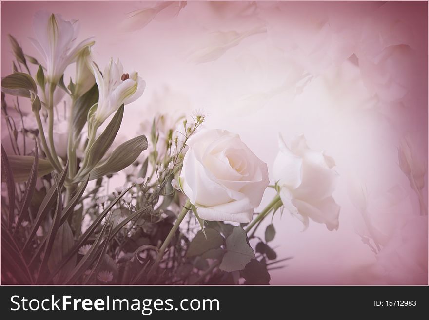 Tender white rose in pink blur background. Tender white rose in pink blur background