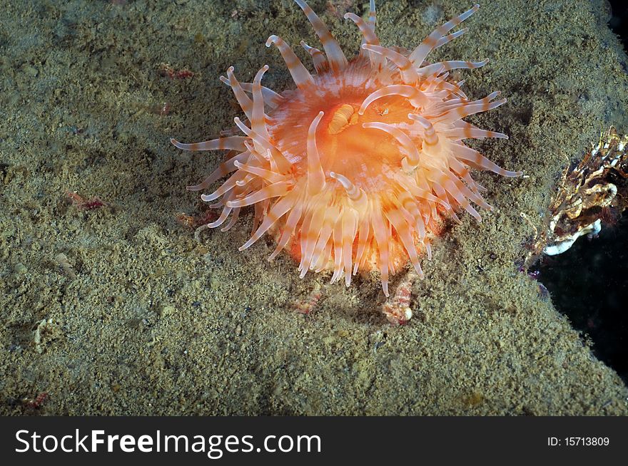 A painted anemone leading a solitary lfe on the ocean floor