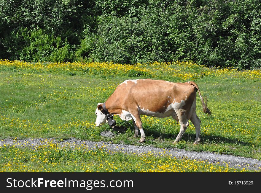 Cow in the Alps in Switzerland. Cow in the Alps in Switzerland