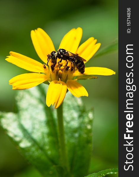 Portrait of Wasp Pollinating Yellow Gerbera Daisy