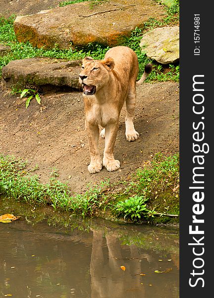 The Lioness on the Edge of River Bank. The Lioness on the Edge of River Bank