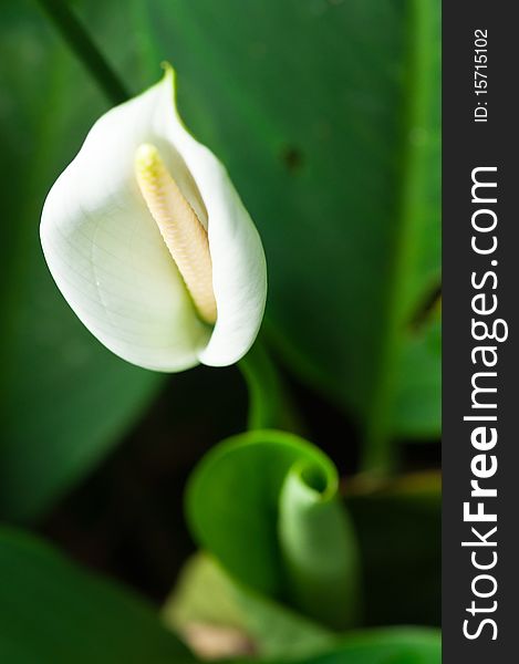 The Curl Leaf and Blossom of Calla Lily. The Curl Leaf and Blossom of Calla Lily