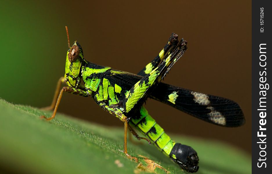 Side view of green grasshopper