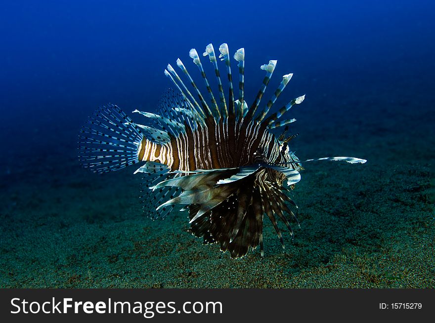 Lionfish over black sand at the Philippines. Lionfish over black sand at the Philippines