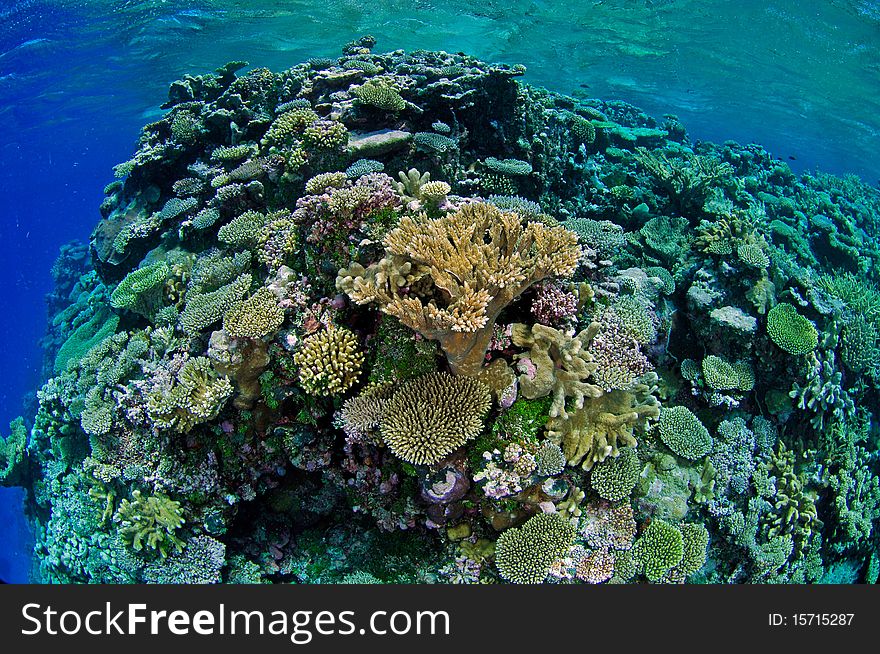 Wide angle view of a coral reef at the Marshall Islands