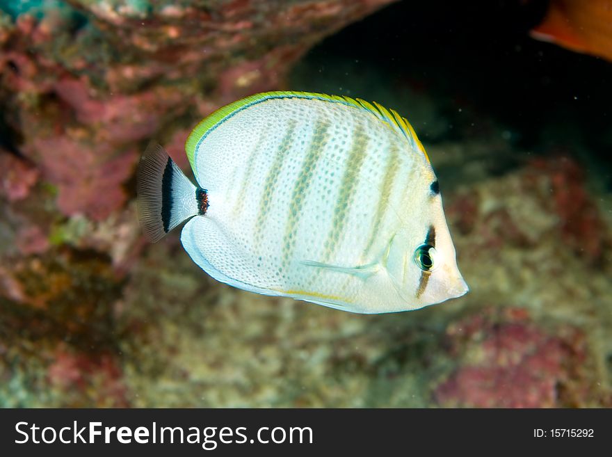 Butterflyfish at a shallow reef in Hawaii. Butterflyfish at a shallow reef in Hawaii