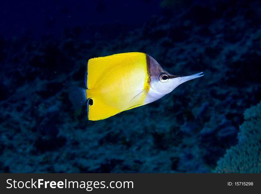 A Long-nose butterflyfish at a coral reef in Johnston Atoll