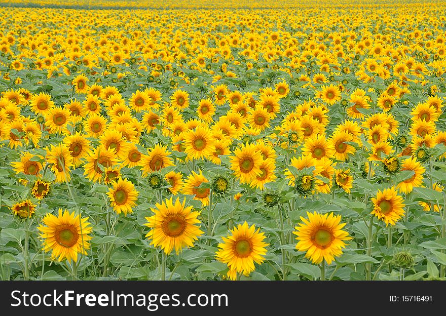 Endless field of yellow sunflowers. Endless field of yellow sunflowers.