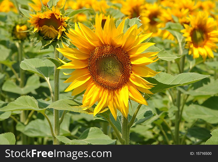 Beautiful summer field with sunflowers. Beautiful summer field with sunflowers