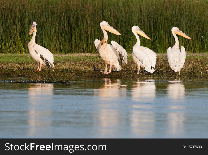 White Pelican Flock