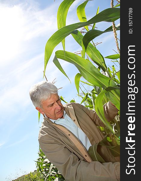 Agronomist analysing corn field maturity. Agronomist analysing corn field maturity