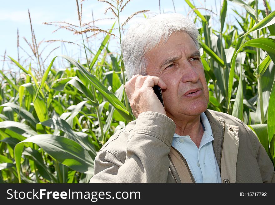 Agronomist in corn field with mobile phone. Agronomist in corn field with mobile phone