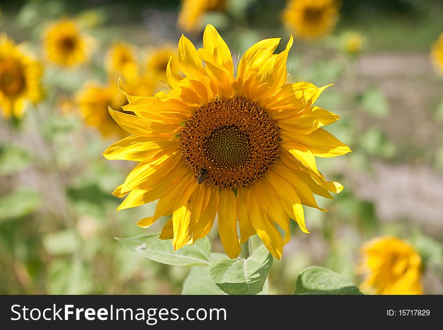 Sunflowers growing in farm field