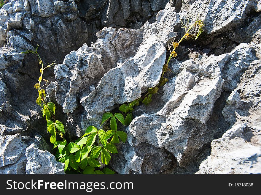 Climb up in the rock slit plant tenacious life. Climb up in the rock slit plant tenacious life