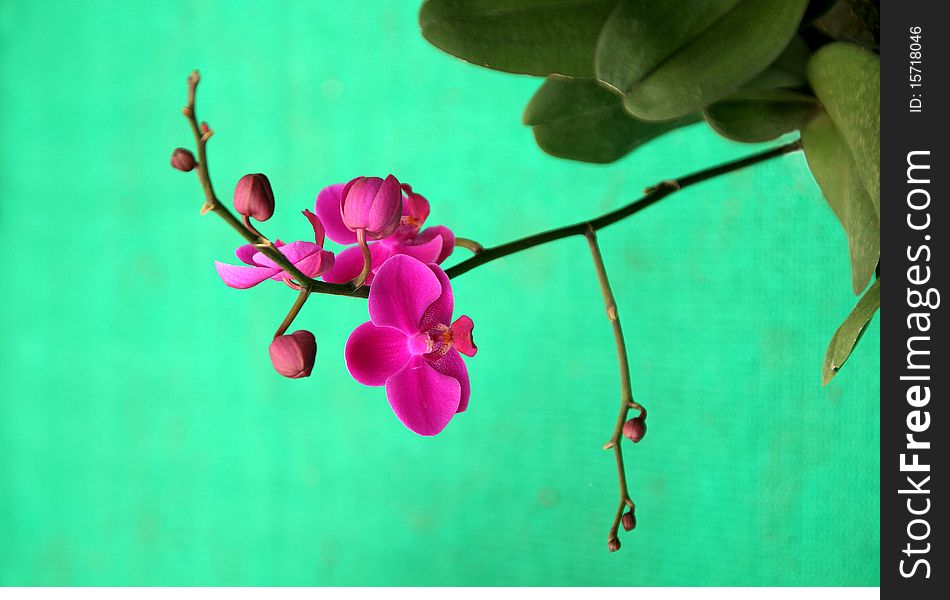 Red orchid branch isolated on green background. Red orchid branch isolated on green background