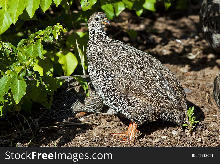 Cape francolin, a game bird of South Africa in Cape Town, South Africa