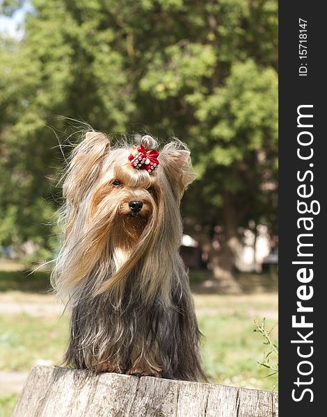 Yorkshire Terrier