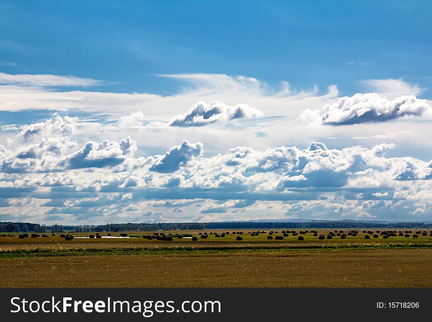 Harvest on an agricultural field in clear day. Harvest on an agricultural field in clear day